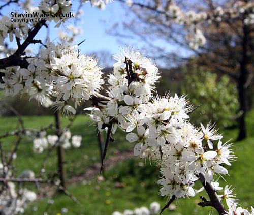 Hawthron Blossom