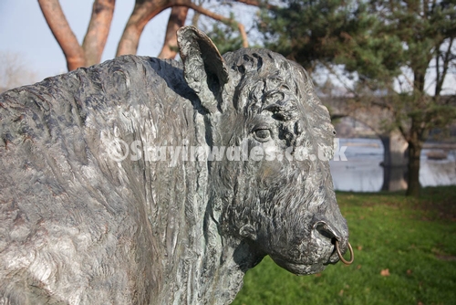 The Builth Wells bull
