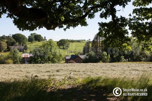 Cut Hay near Llandrindod