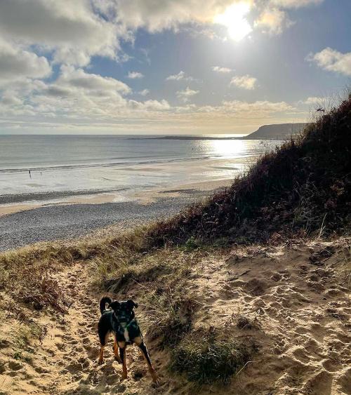 Dogs love it here