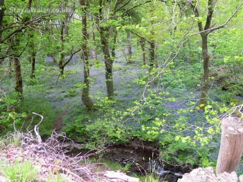 Woodland