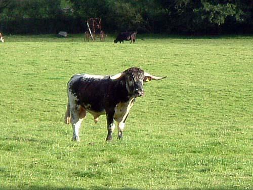 Robinson, our Longhorn Bull