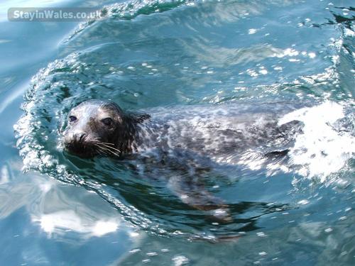 Spot Seals and Seal Pups on local beaches