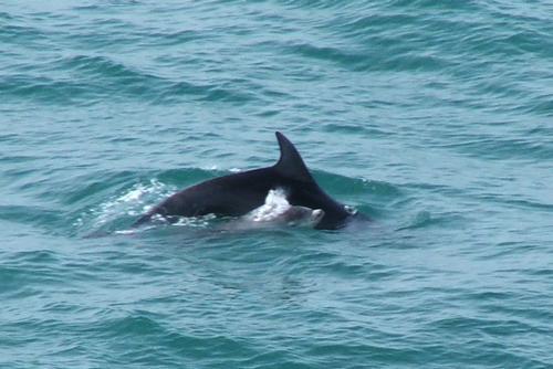 Mother and Calf Dolphin off the cliffs nearby