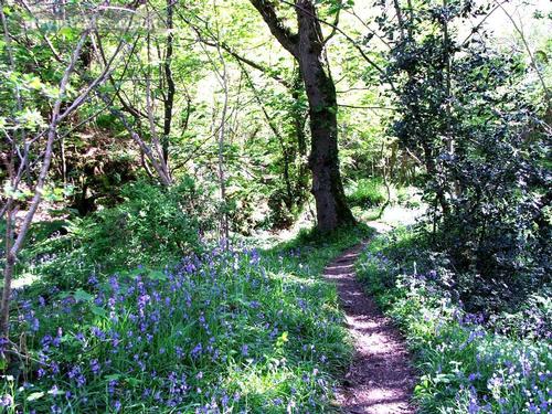 Follow the stream through bluebell wood to the beach