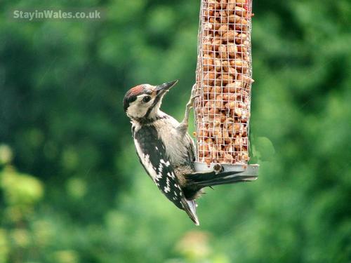 Watch Woodpeckers from the window of Y Caban