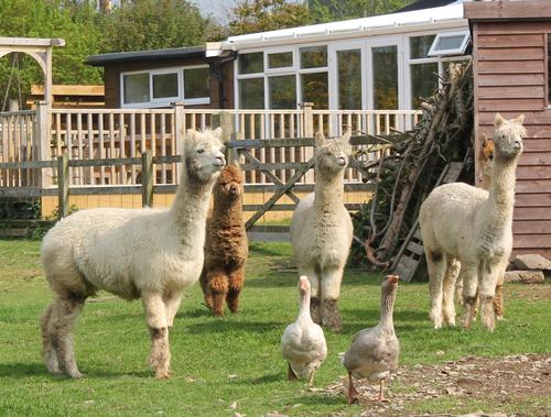 Alpacas