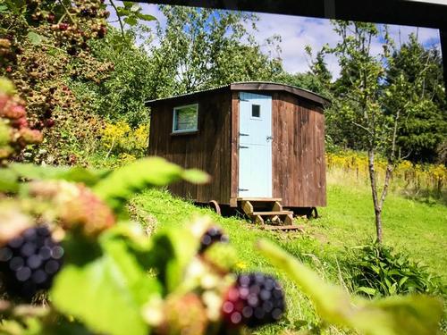 Goldings Shepherd's Hut