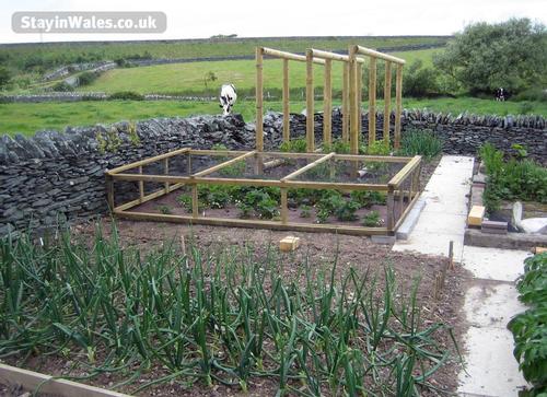 Our vegetable garden