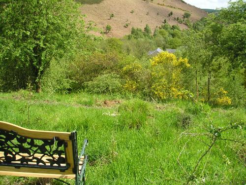 Woodland walk and bench