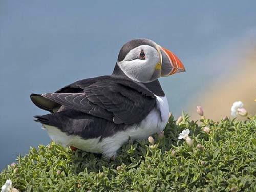 Puffin on Skomer Island