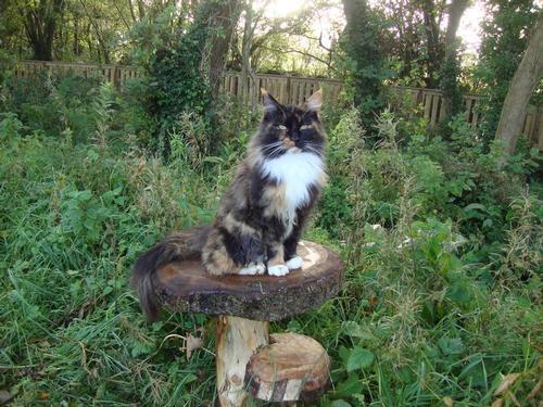 Misty on mushroom