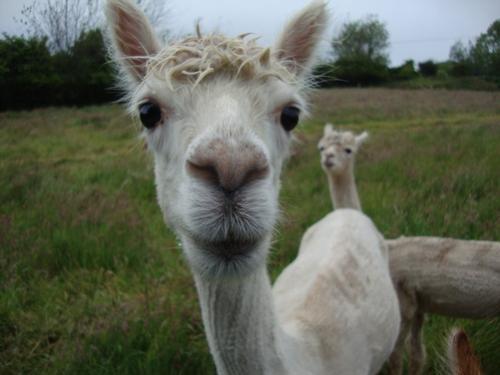 Isis the Alpaca