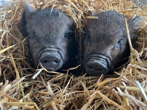 Clyne Farm Centre - Our piglets Acorn and Truffle