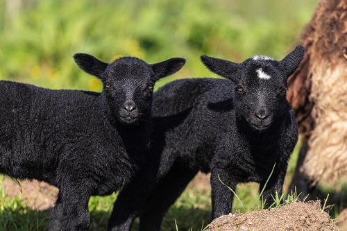 Clyne Farm Centre - Our lambs born in 2022
