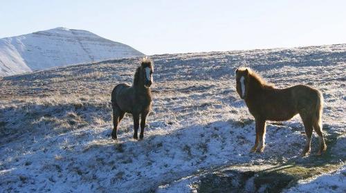 Mountain ponies in the Brecon Beacons