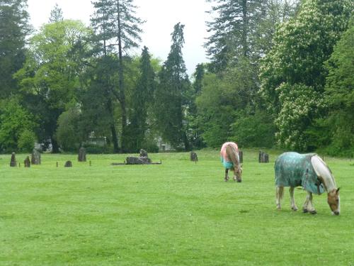 horses grazing our field with stone circle