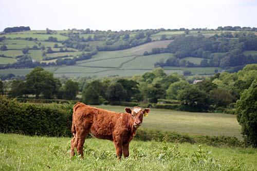 Calf in the meadow