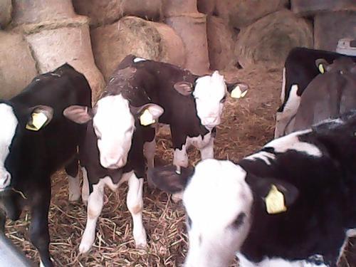 livstock