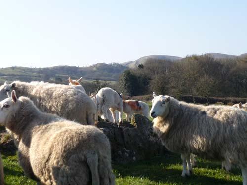 Some of our sheep