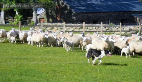 gathering sheep