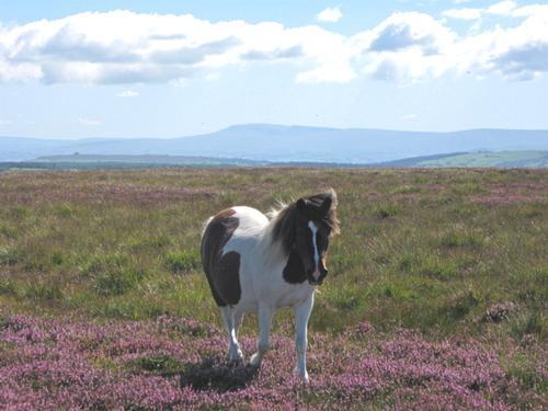 Pony on Llanllwni Mountain