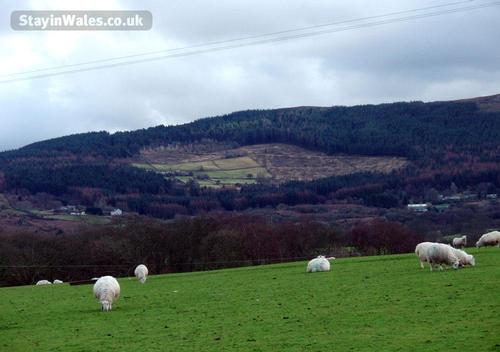 sheep grazing below
