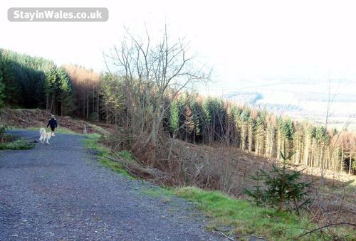 woodland walk