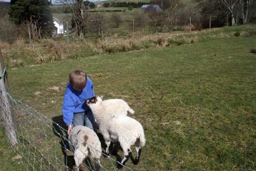 sheep