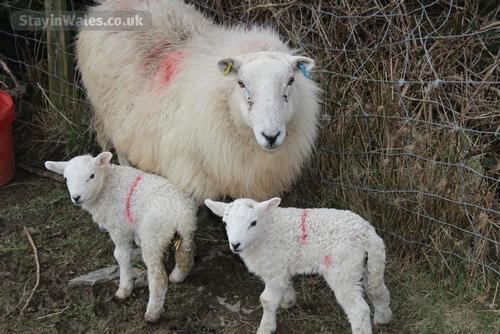 lambing time in mid wales