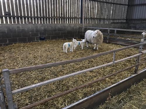 Visit to the farm lambing time