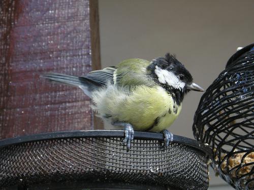 young great tit