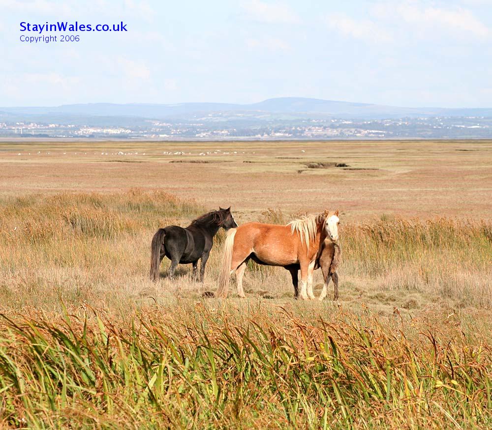 Wild ponies on the Gower