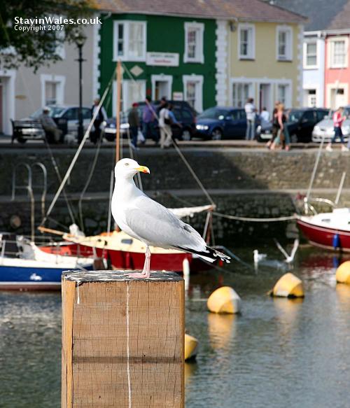 Aberaeron harbour