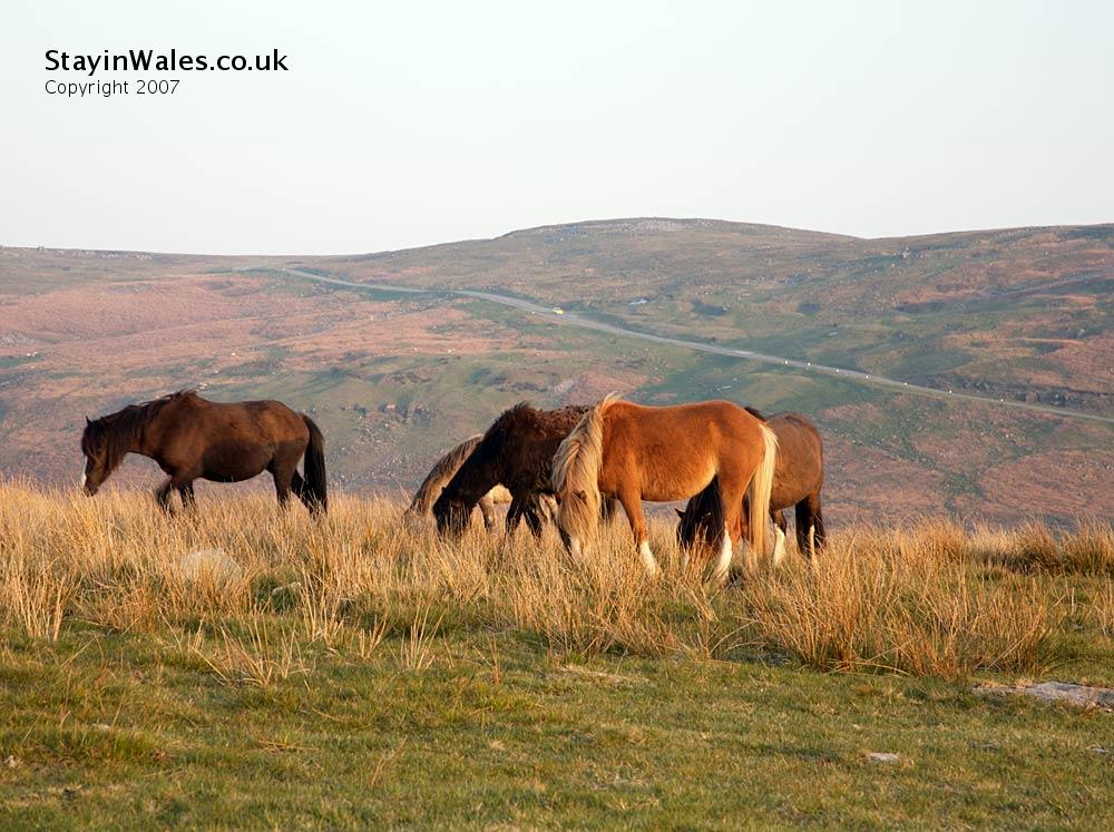 Welsh ponies in the Brecon Beacons