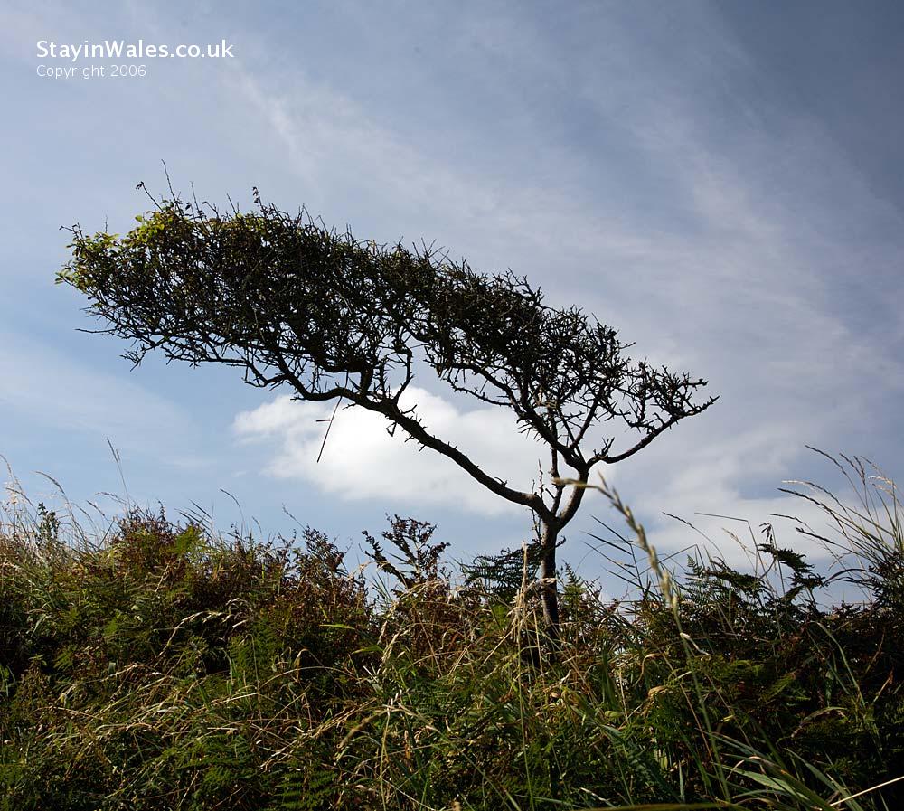 Leaning bush Pembrokeshire
