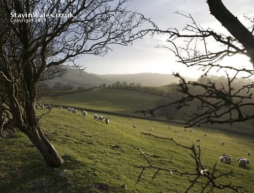 Sheep grazing Garth Hill, Builth