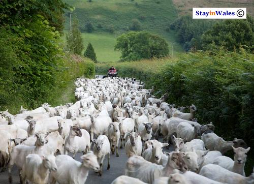 Driving sheep along a lane near Abergwesyn