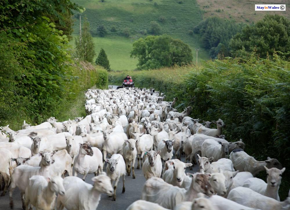 Driving sheep along a lane near Abergwesyn