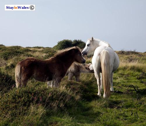 Ponies on Llanmadoc Hill, Gower