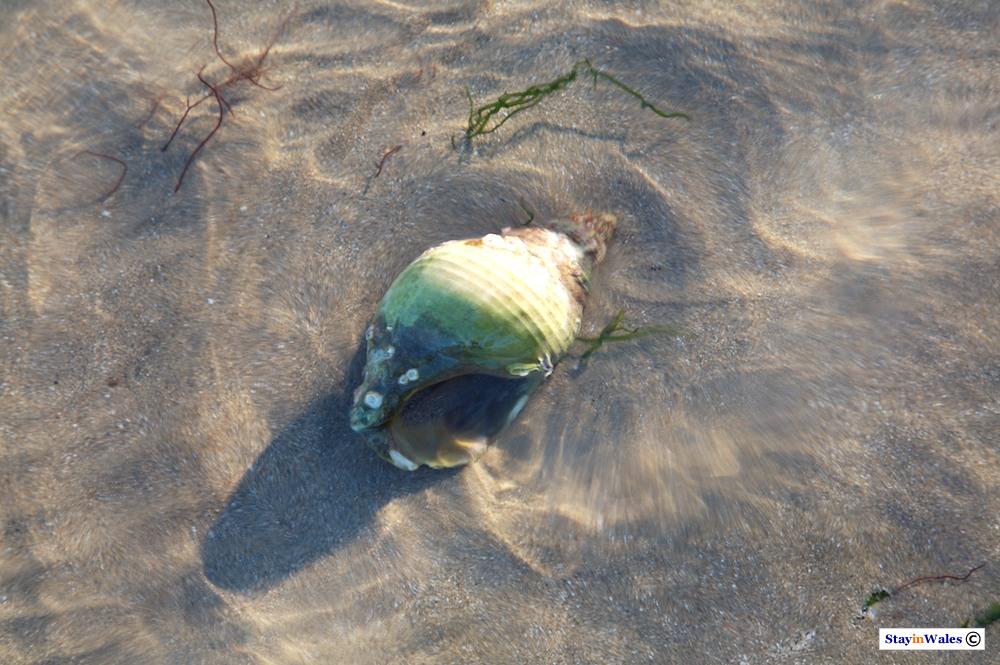 Sea shell, Abersoch beach