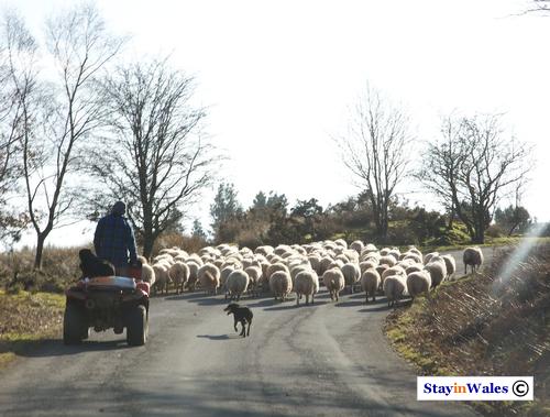 Herding sheep near Ystradfellte