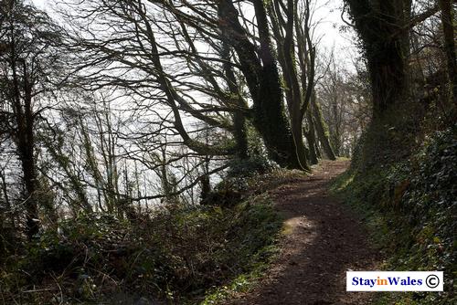 Woodland path at Laugharne
