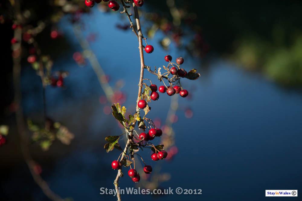 Hawthorn berries