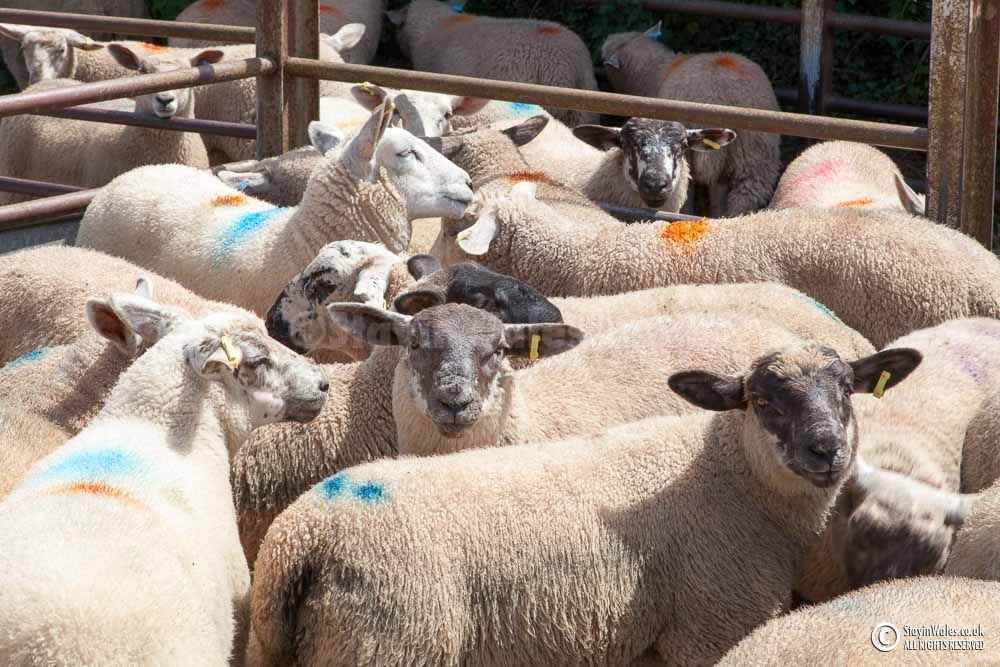 Hay-on-Wye auction mart