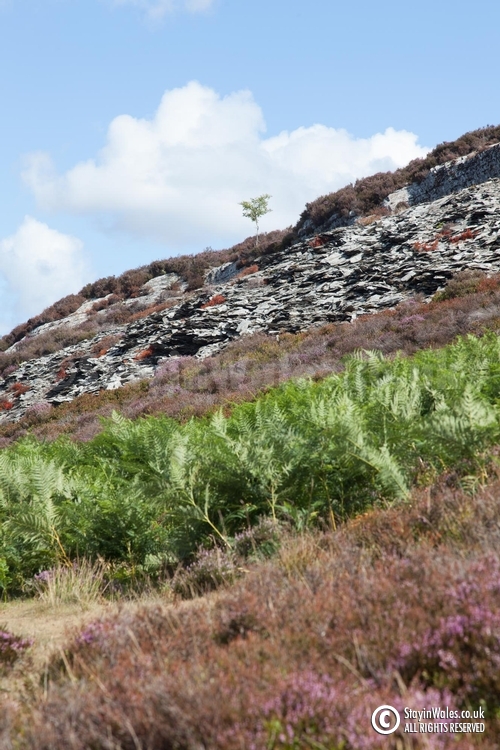Pant Dolfolau, Elan Valley