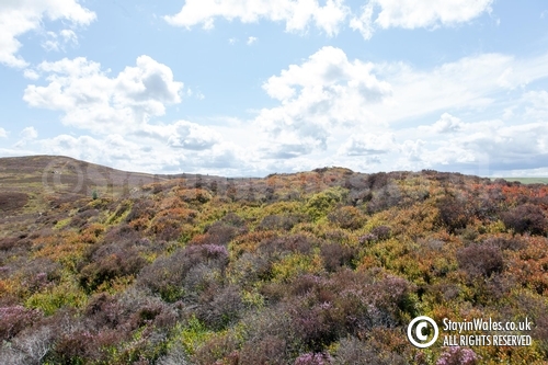 Moorland in summer, Elan Valley