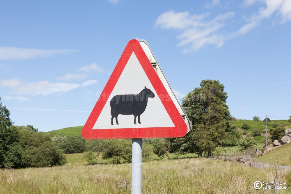 Sheep road sign